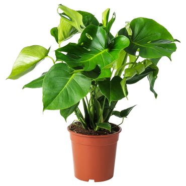 MONSTERA, саксийно растение, Монстера, 303.494.90