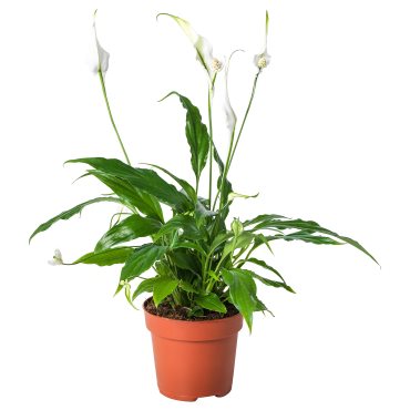 SPATHIPHYLLUM, саксийно растение, Спатифилум, 601.449.01
