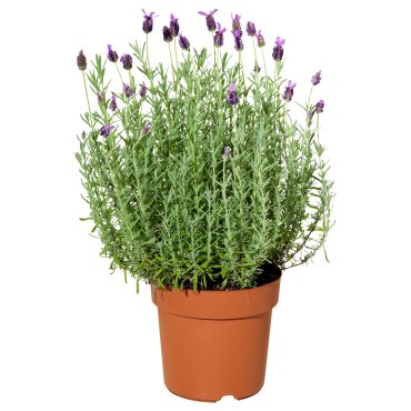 LAVANDULA, Саксийно растение лавандула, 606.239.96