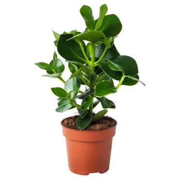 CLUSIA, саксийно растение 12 см, 702.345.62