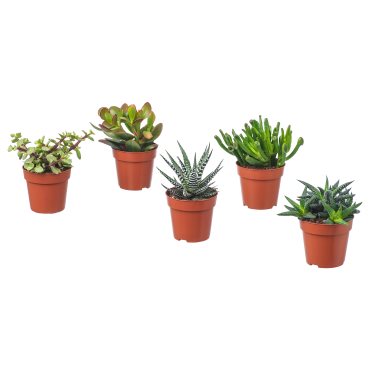 SUCCULENT, саксийно растение, микс, 103.110.06