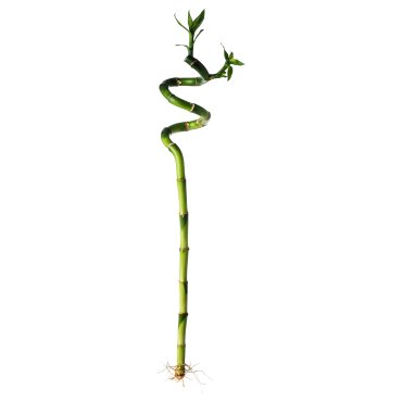 DRACAENA, растение, Бамбук Lucky/спирала, 500.645.89