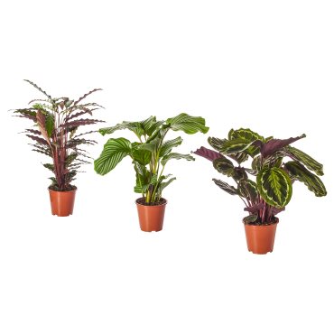 CALATHEA, саксийно растение, 19 см, Калатея/микс, 102.588.29