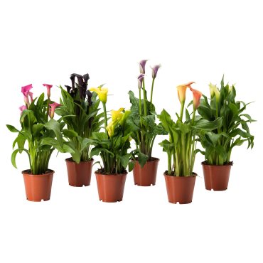 ZANTEDESCHIA, саксийно растение, Кала микс, 205.982.39