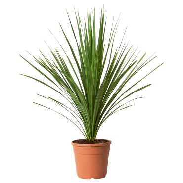 CORDYLINE INDIVISA, саксийно растение, Кордилине индивиза, 306.041.31