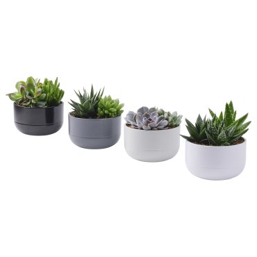SUCCULENT, Саксийно растение, кактус, 405.986.86