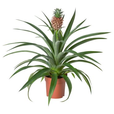 ANANAS, саксийно растение, 12 см, Ананас, 505.281.79