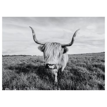BJÖRKSTA, картина, "Любопитна крава", 140х100 см, 505.549.03