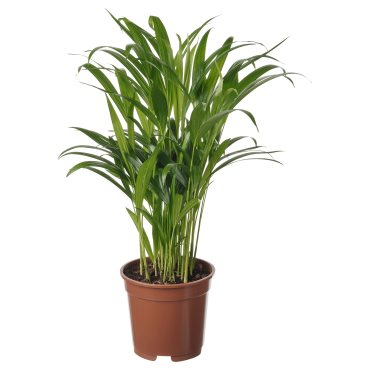 DYPSIS LUTESCENS, Саксийно растение, Палма Areca, 505.986.95