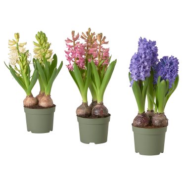 HYACINTHUS, саксийно растение, 705.930.84