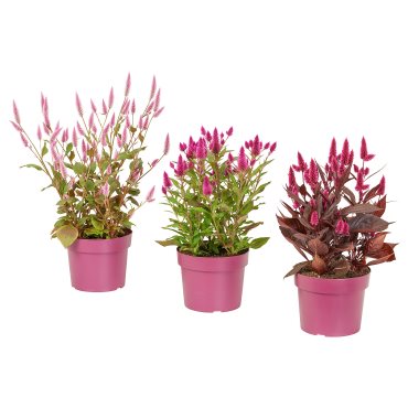 CELOSIA, саксийно растение, Целозия, 705.982.32