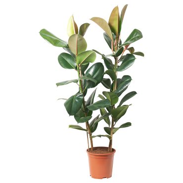 FICUS ELASTICA ROBUSTA ΡΚΡ ΠΐΡ, 804.952.00