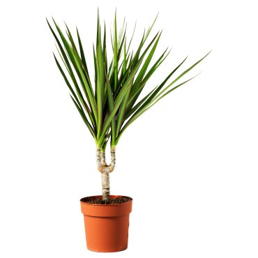 DRACAENA MARGINATA, саксийно растение, Драконово дърво, 805.986.89