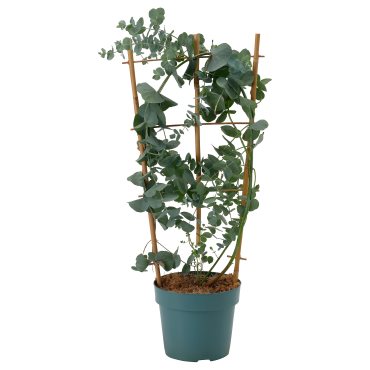 EUCALYPTUS/ANTHURIUM, саксийно растение, евкалипт, 806.041.38