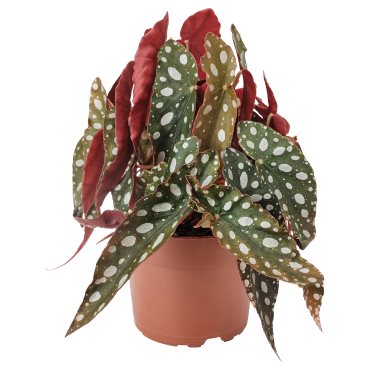 BEGONIA MACULATA, саксийно растение, петниста бегония, 905.982.31
