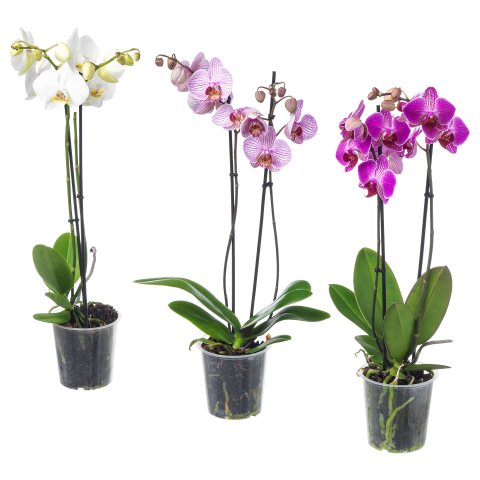 PHALAENOPSIS, саксийно растение, 103.033.65 - IKEA България PHALAENOPSIS, саксийно растение, 103.033.65