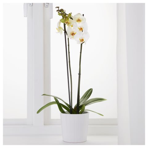 PHALAENOPSIS, саксийно растение, 103.033.65 - IKEA България PHALAENOPSIS, саксийно растение, 103.033.65