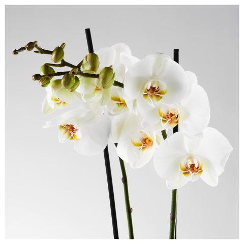 PHALAENOPSIS, саксийно растение, 103.033.65 - IKEA България PHALAENOPSIS, саксийно растение, 103.033.65