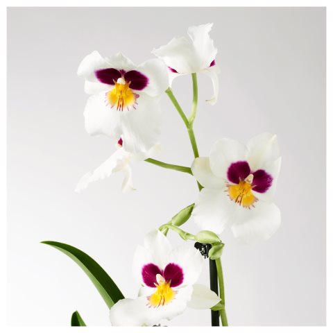 PHALAENOPSIS, саксийно растение, 103.033.65 - IKEA България PHALAENOPSIS, саксийно растение, 103.033.65