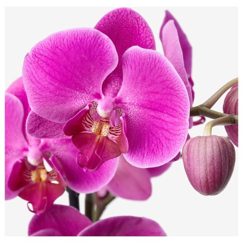 PHALAENOPSIS, саксийно растение, 103.033.65 - IKEA България PHALAENOPSIS, саксийно растение, 103.033.65