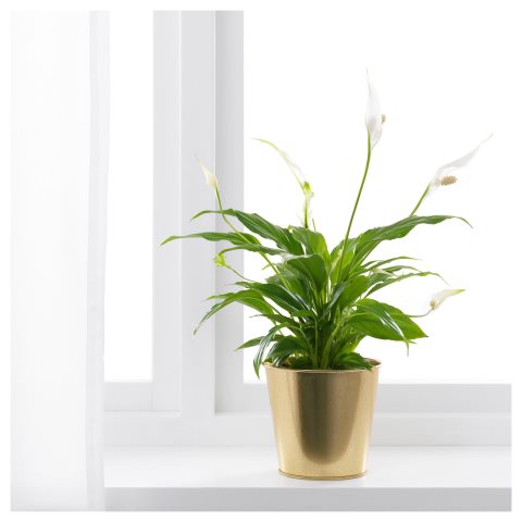 DAIDAI, кашпа, 703.594.20 - IKEA България DAIDAI, кашпа, 703.594.20