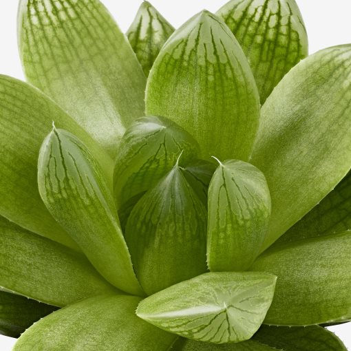 SUCCULENT, саксийно растение, микс, 103.110.06