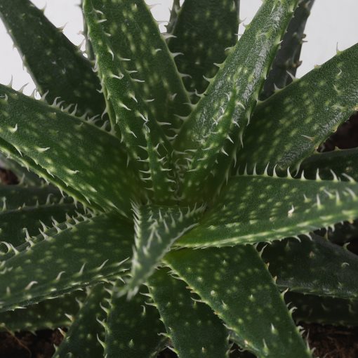 SUCCULENT, саксийно растение, микс, 103.110.06