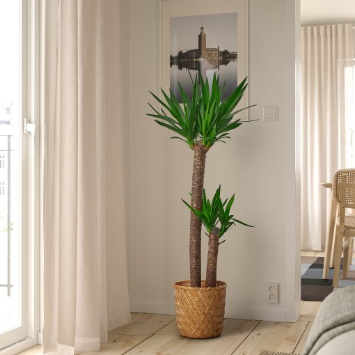 YUCCA, Саксийно растение, 103.293.08