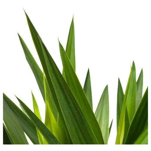 YUCCA, Саксийно растение, 103.293.08