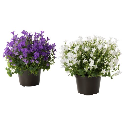 CAMPANULA PORTENSCHLAGIANA, саксийно растение, Камбанка, 10.5 см, 106.127.59