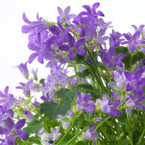 CAMPANULA PORTENSCHLAGIANA, саксийно растение, Камбанка, 10.5 см, 106.127.59