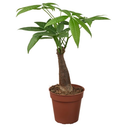 PACHIRA AQUATICA, саксийно растение, Пахира, 305.986.96
