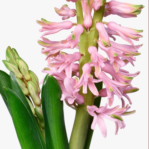 HYACINTHUS, саксийно растение, 12 см, 306.127.63