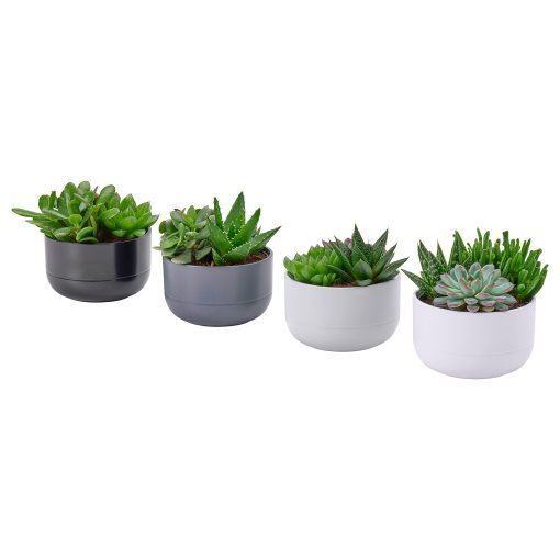 SUCCULENT, Саксийно растение, кактус, 405.986.86