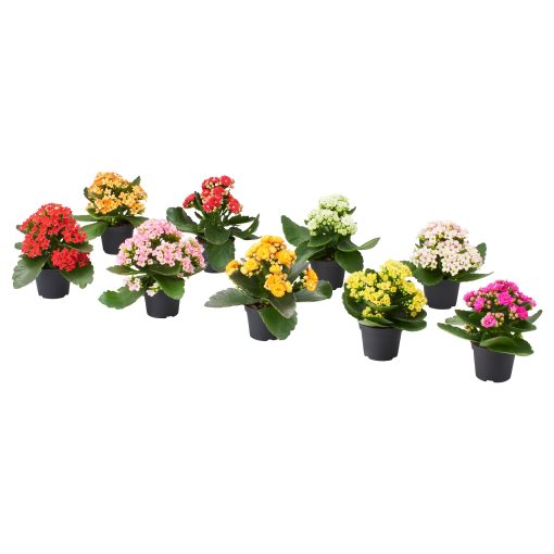 KALANCHOE, саксийно растение, каланхое, 6 см, 506.293.38