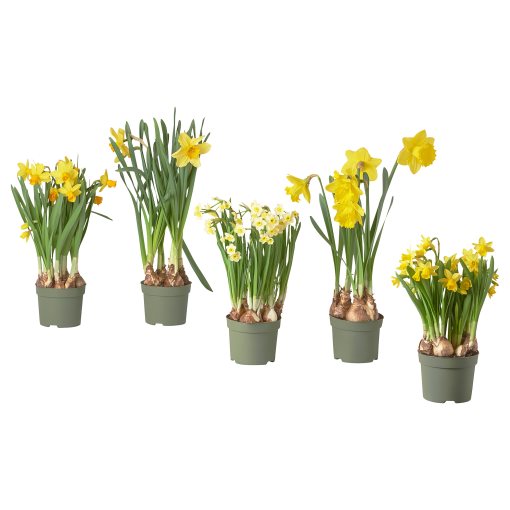 NARCISSUS, саксийно растение, Нарцис, 12 см, 806.127.65