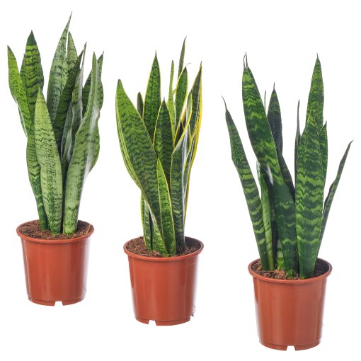 SANSEVIERIA, саксийно растение, Сансеверия, 004.210.29