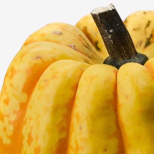 CUCURBITA, декорация, тиква, 106.293.35