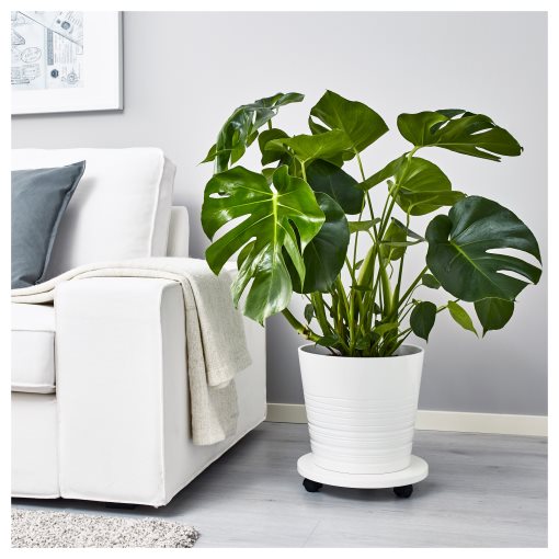 MONSTERA, саксийно растение, Монстера, 303.494.90 - IKEA България MONSTERA, саксийно растение, Монстера, 303.494.90
