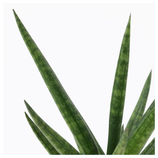 SANSEVIERIA, саксийно растение+саксия, Сансевиера цилиндрика, 304.020.34