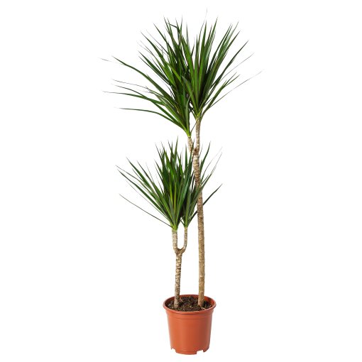 DRACAENA, саксийно растение, Драконово дърво/2 стъбла, 404.084.55