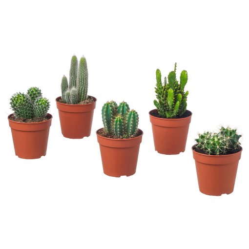 CACTACEAE, саксийно растение, микс, 003.109.60