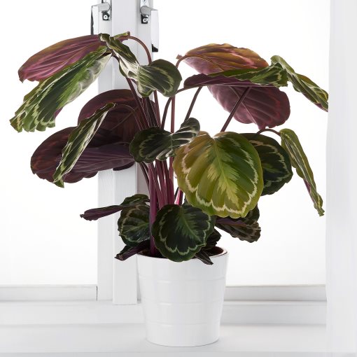 CALATHEA, саксийно растение, 19 см, Калатея/микс, 102.588.29