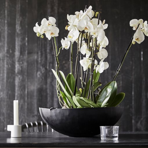 PHALAENOPSIS, саксийно растение, 103.033.65