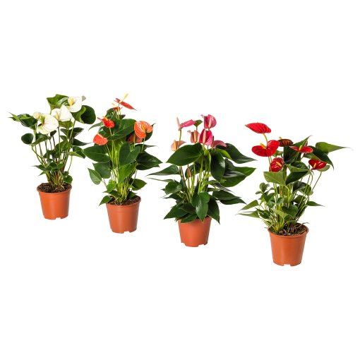 ANTHURIUM, саксийно растение, Антуриум, 204.449.06