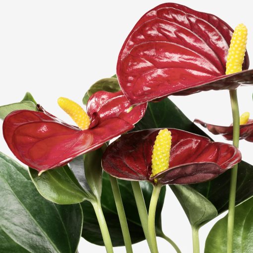 ANTHURIUM, саксийно растение, Антуриум, 204.449.06