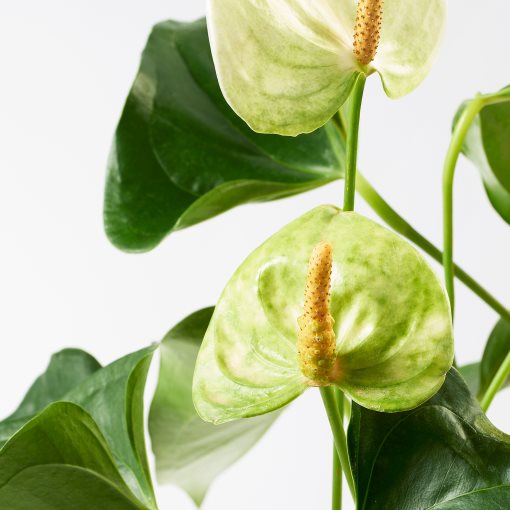 ANTHURIUM, саксийно растение, Антуриум, 204.449.06