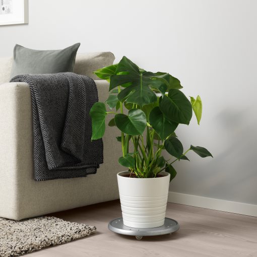 MONSTERA, саксийно растение, Монстера, 303.494.90