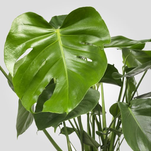 MONSTERA, саксийно растение, Монстера, 303.494.90