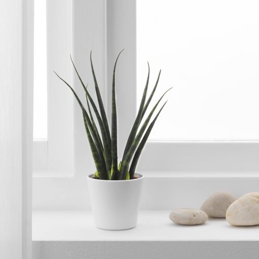 SANSEVIERIA, саксийно растение+саксия, Сансевиера цилиндрика, 304.020.34